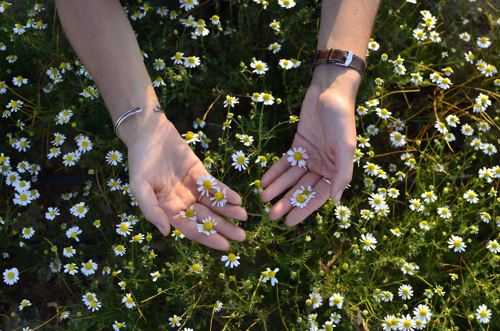 Maison Notin tisanes artisanales