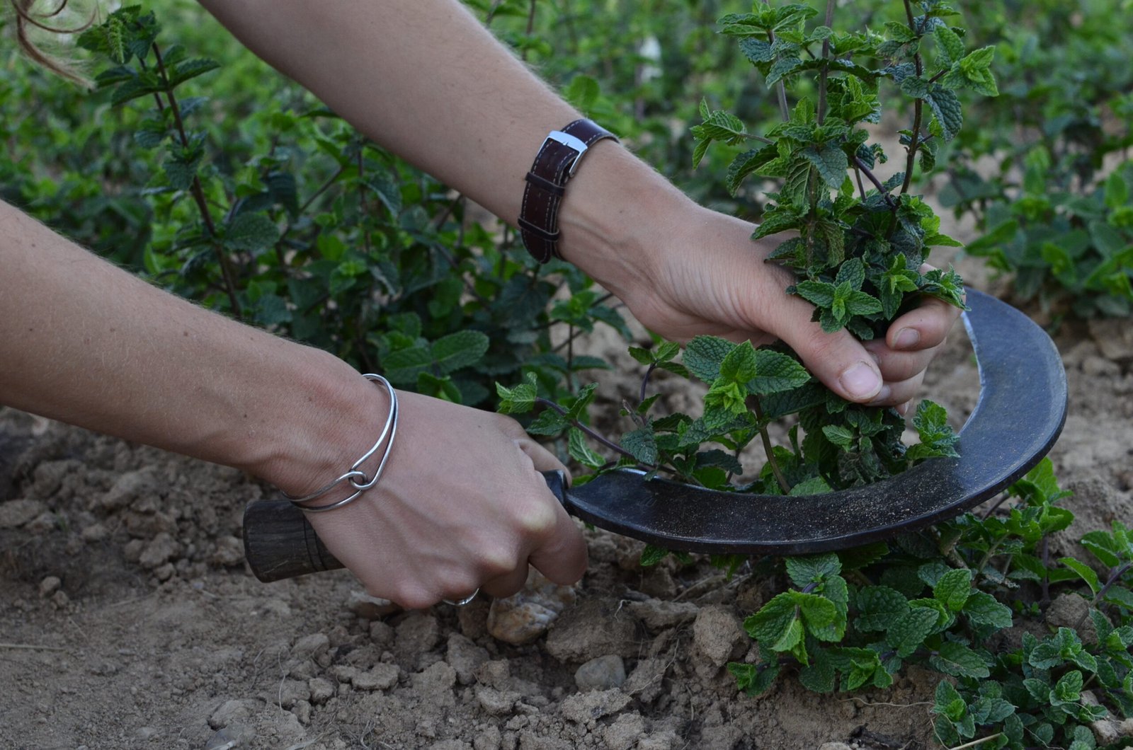 Du champ à la tasse